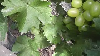 Сорт винограду "Арни" - сезон 2022 # Grape variety "Arny" - season 2022