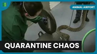 Animal Quarantine - Animal Airport - Animal Documentary