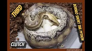 Blue Ghost x Granite Borneo Short Tail Python Clutch!
