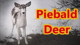 Piebald Deer in Southeastern New Hampshire