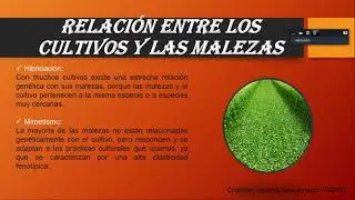 caracteristicas de las malezas