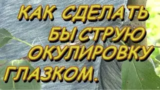 БЫСТРАЯ ОКУЛИРОВКА ГЛАЗКОМ, КАК СДЕЛАТЬ? УЛУЧШЕННЫЙ СПОСОБ.