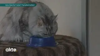 Kein Geld für Futter? Tiertafeln helfen! | Akte | SAT.1