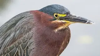 How eBirding Helps Conservation