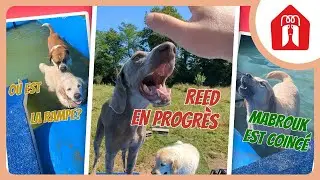 ILS M'ONT RENDU FOU ! 🐶 Pension CHEZ MARTH' 87 #43