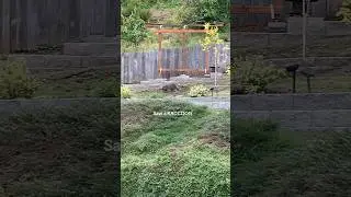 A RACCOON??!!