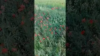 Успеть до дождя #жизнь_в_чехии