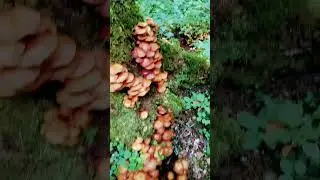 собираем лисички.