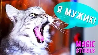 НАШ КОТ ДЕВОЧКА?! ИСТОРИИ MAGIC FAMILY МЕЙН КУН МАЛЕНЬКИЙ