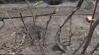 Наша формировка неукрывного  виноградного куста на арку
