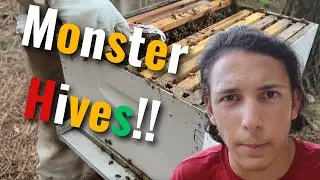 Beekeeping | Check Out these Monster Hives!!!