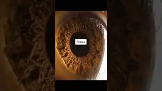 Под микроскопом Органы человека