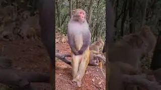 How monkey think when they are alone