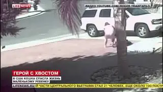 Кошка спасла ребенка от собаки