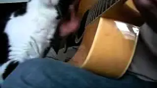 Кот помогает играть на гитаре