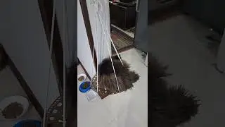 cute fat persian cat🤣🥰
