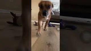Happy dog #dog #puppy #crazyhead