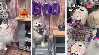 Buttons the samoyed has halloween birthday party