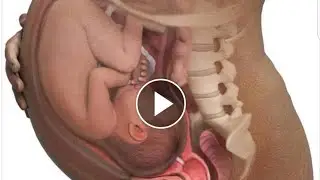 Video ប្លែកៗ