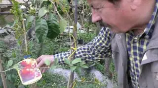Risultato innesto pianta melograno senza semi
