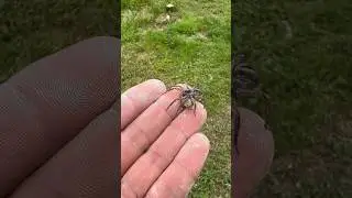 A mamae Aranha nao solta seu ovo por nada 👏🏻👏🏻. #aranha #arañas #aracnideos #aracnidos