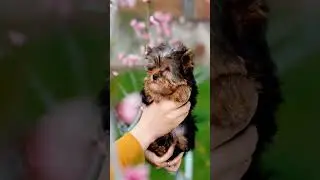 Милый пёсик 😊🐶#dog #shorts