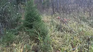HARE HUNTING with a Hound. Season 2022-2023.