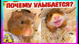 Когда будут ХОМЯЧАТА /  уборка у хомяка Барни / ALisa Easy Pets