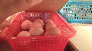 | INKUBATOR XIZMATI NARXLARI