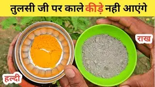 तुलसी पर काले कीड़े नही आयेंगे || How to care tulsi Plant | Home garden
