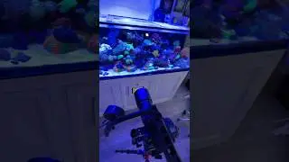 My Canon 5D is a work horse #aquarium #reef #reeftank #fish #reefkeeper #coral #coralreeftank #canon