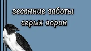 Весенние заботы серых ворон