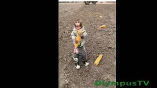 Много кукурузы?!.