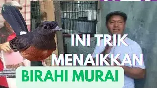 TRIK AMPUH MENAIKAN BIRAHI MURAI BATU BETINA