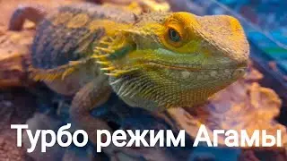 Агама играет с игрушками кошки. #агама #ящерица Агама играет с игрушками кошки