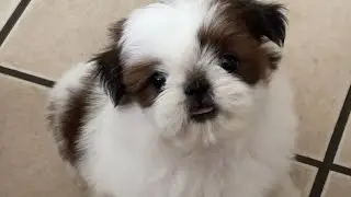 Daisy the Shih Tzu at 8 weeks old