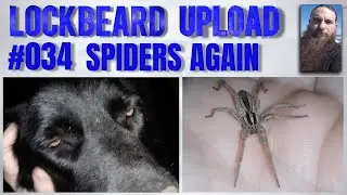 UPLOAD #034.  Spiders again