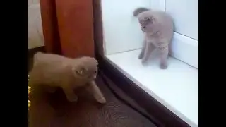 Сute Fold kittens