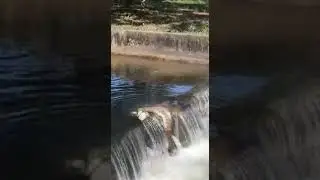 Sucuri engole pato no Náutico Araraquara @CasalAmigoPescador #shorts