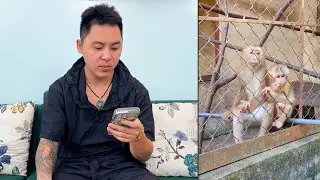 Dad monitors Kaka and Mit Monkey's condition via online video