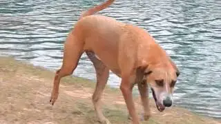 Max Giving Ducks A Workout in Houston, TX