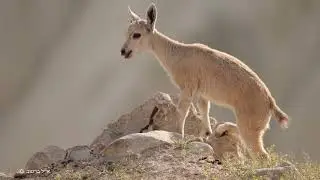 סיפורו של גדי יעלים