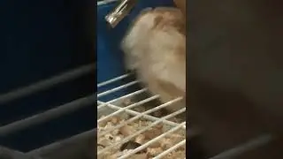 Хомяк Хома моется