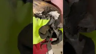 Removing retained sole from a wry mule hoof #hoof #horse #farrier #oddlysatisfying