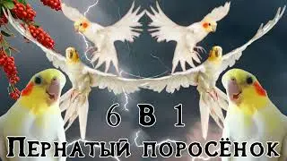 Suno - Пернатый поросёнок (6 в 1)