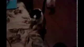 Кошка приносит игрушку