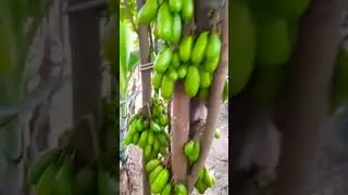 belimbing wuluh,enak buat di rujak,superr asem