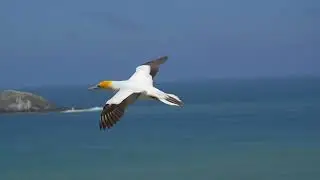 Жанна Габуева - Хъуама