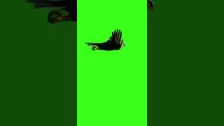 Eagle Flying Green Screen video|