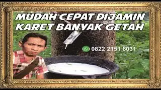 cara pemupukan kebun karet - Membuat Karet Banyak getahnya - Pupuk karet paling ampuh - pupuk nasa